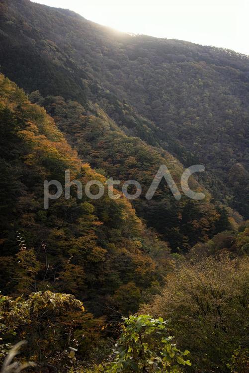 色付き始めた秋の山 もみじ,秋,紅葉の写真素材