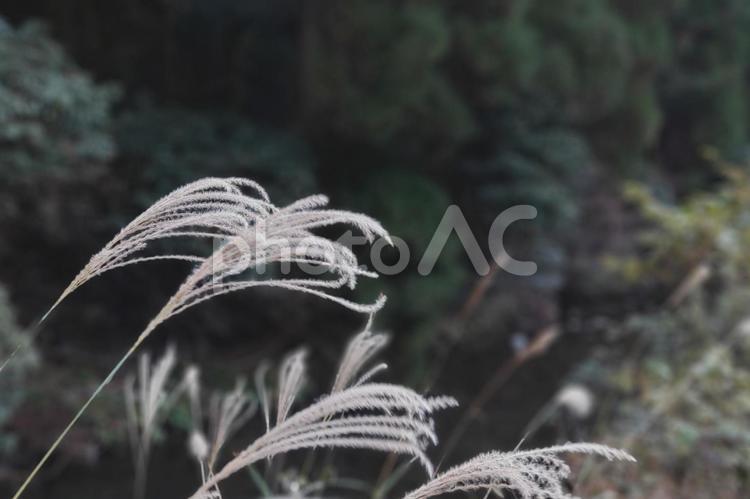 森の中で見つけた秋のすすき ススキ,秋,すすきの写真素材