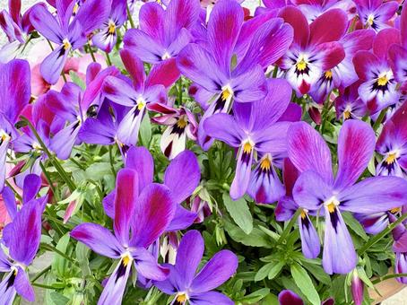 ウサギ耳のビオラ ビオラ,ラビット系,ウサギ耳の写真素材