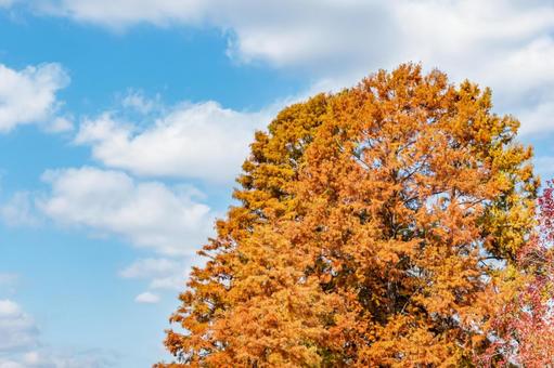 秋空に映えるメタセコイアの黄葉 メタセコイア,黄葉,秋の写真素材