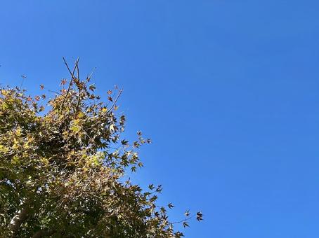 澄みきった青空と秋の木々 青空,快晴,空の写真素材