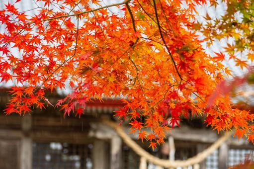 秋の道祖神社⑸ 秋,モミジ,紅葉の写真素材