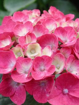 アジサイ・紫陽花のクローズアップ あじさい,花木,園芸品種の写真素材