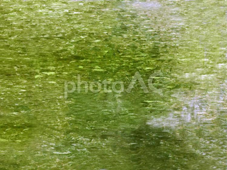 油絵のような緑の模様 緑,池,湖の写真素材