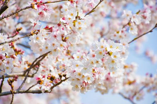 桜と青空の写真