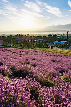 早朝のラベンダー畑 早朝のラベンダー畑 ラベンダー,早朝,中富良野町の写真素材