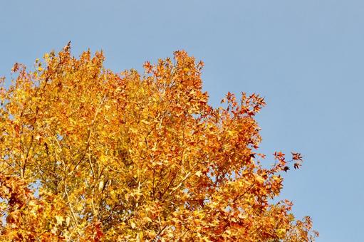 秋の紅葉したバフウモミジ バフウモミジ,紅葉,自然の写真素材