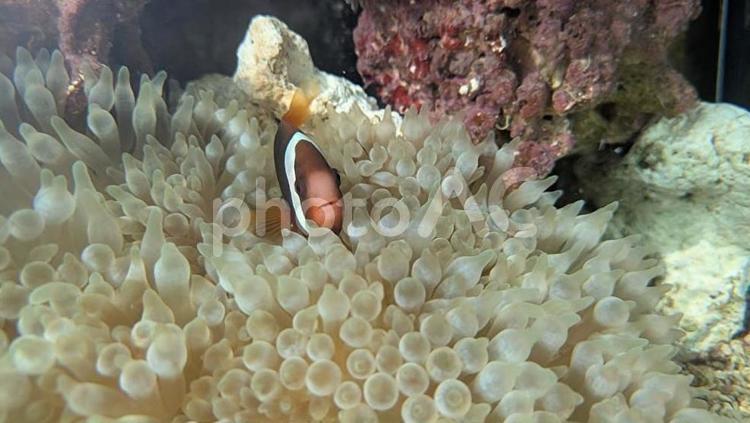 クマノミとイソギンチャク 海水魚,熱帯魚,イソギンチャクの写真素材