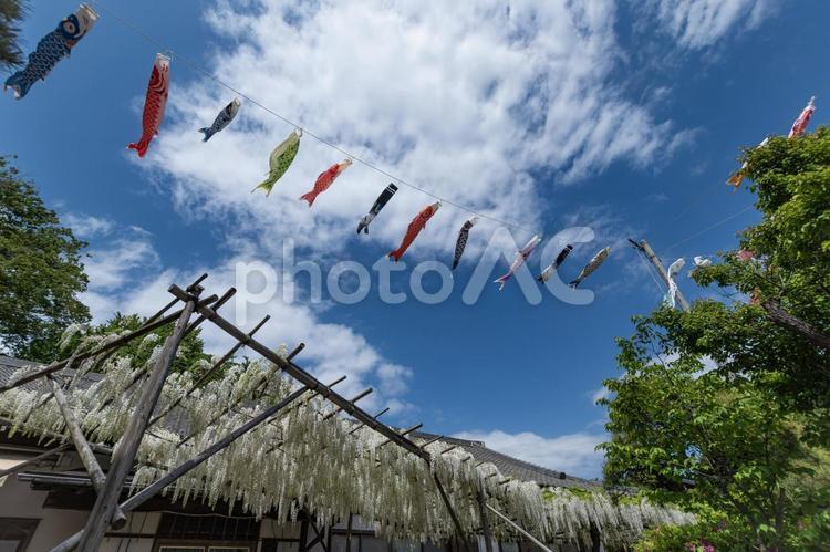 五月の空を泳ぐ鯉のぼりと白藤 藤棚,鯉のぼり,のぼりの写真素材