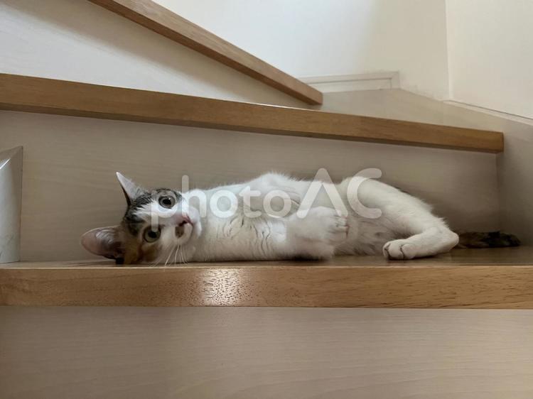 階段で寝転がる猫 猫,ねこ,ネコの写真素材