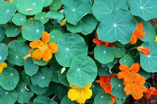 ナスタチウム５ キンレンカ,植物,葉の写真素材