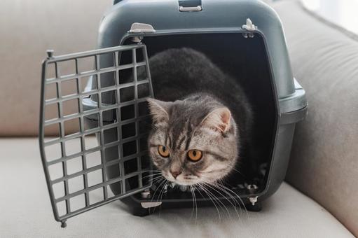 Photo, cat, british short hair, a pet, 