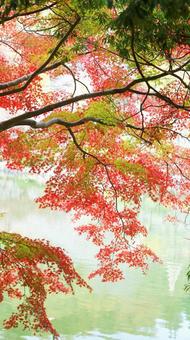 紅葉-1320 紅葉,モミジ,赤の写真素材