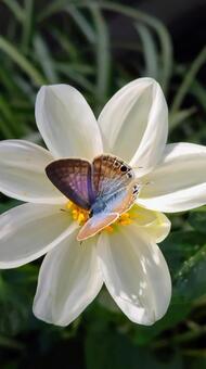 うらなみしじみとダリア～縦位置 蝶,蝶と花,ウラナミシジミの写真素材