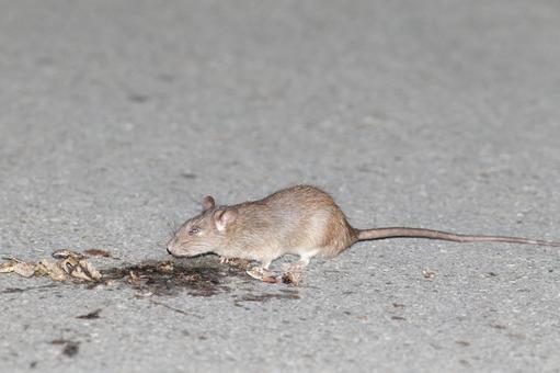 Photo, rat rats, vermin, mammalian, 