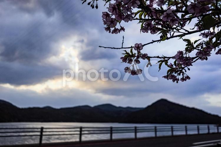 ＜五島の春の風景＞夜明けの奥浦町の河津桜 河津桜,桜,花の写真素材
