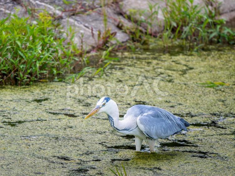水辺のアオサギ 水辺のアオサギ サギ,アオサギ,野鳥の写真素材