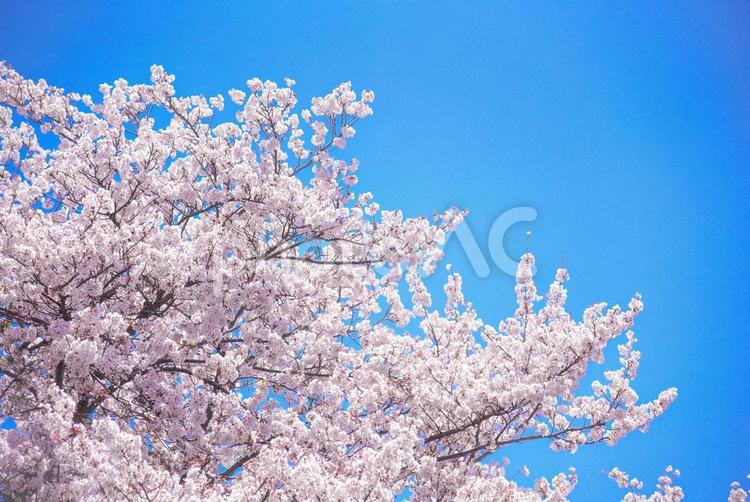 桜のピンク背景-青空- 桜,サクラ,青空の写真素材