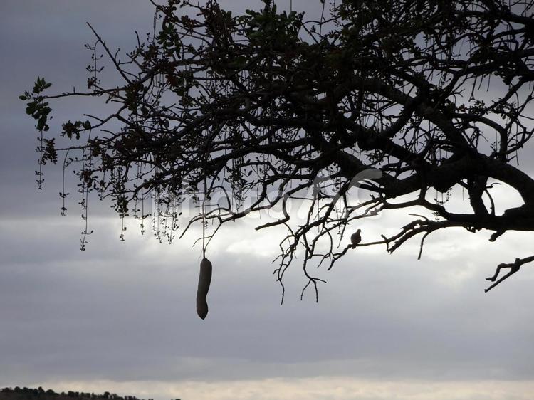 ソーセージツリーと鳥のシルエット ソーセージツリー,sausageーtree,ソーセージノキの写真素材