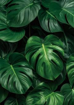 植物 植物の写真