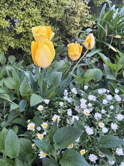 チューリップ チューリップ チューリップ,花,春の写真素材
