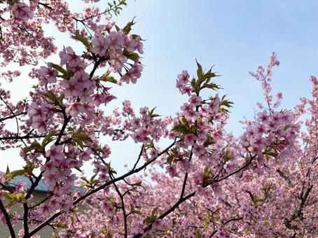 晴れの日の桜の写真