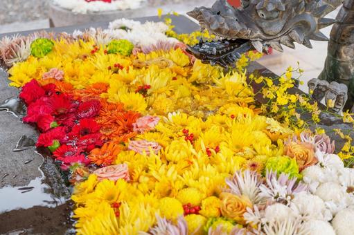 新春の華やかな花手水 花手水,花,手水舎の写真素材