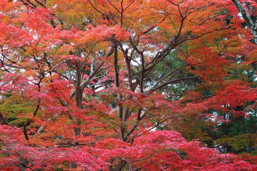 京都毘沙門堂の紅葉 京都毘沙門堂の紅葉 紅葉,モミジ,秋の写真素材