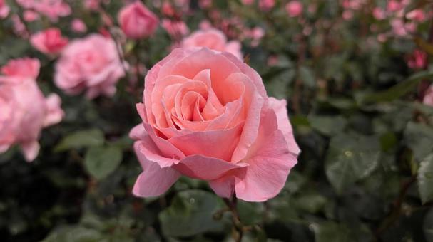 華やかなピンク色のバラ バラ,バラの花,ローズの写真素材