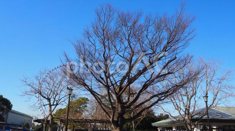 冬の葛西臨海公園・冬木立＆観覧車・東京都 冬,葛西臨海公園,冬木立の写真素材