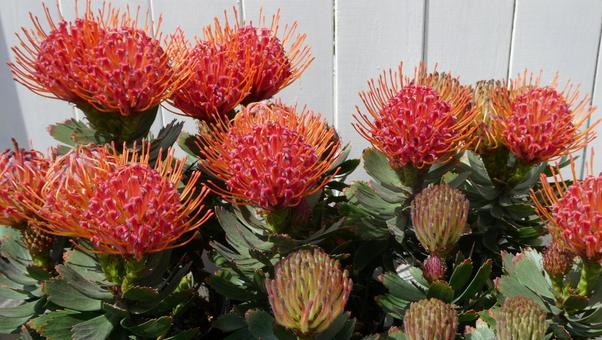 リューコスペルマム カーニバルレッドの花 リューコスペルマム カーニバルレッドの花の写真