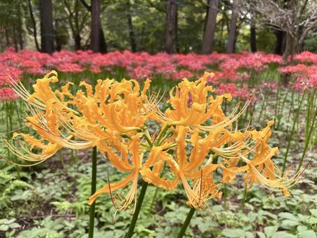 黄色いヒガンバナ(彼岸花) 黄色いヒガンバナ(彼岸花)の写真