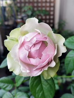 ベランダのバラ・コフレ ベランダのバラ・コフレ 薔薇,バラ,河本バラ園の写真素材