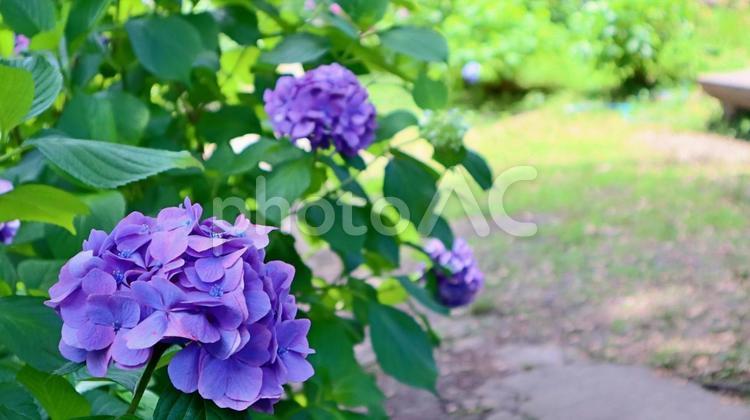 紫陽花が咲く和歌山城の梅雨の風景 和歌山城,紫陽花,6月の写真素材
