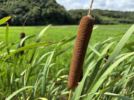 がまの穂 がまの穂 がまの穂,我間の穂,蒲の写真素材