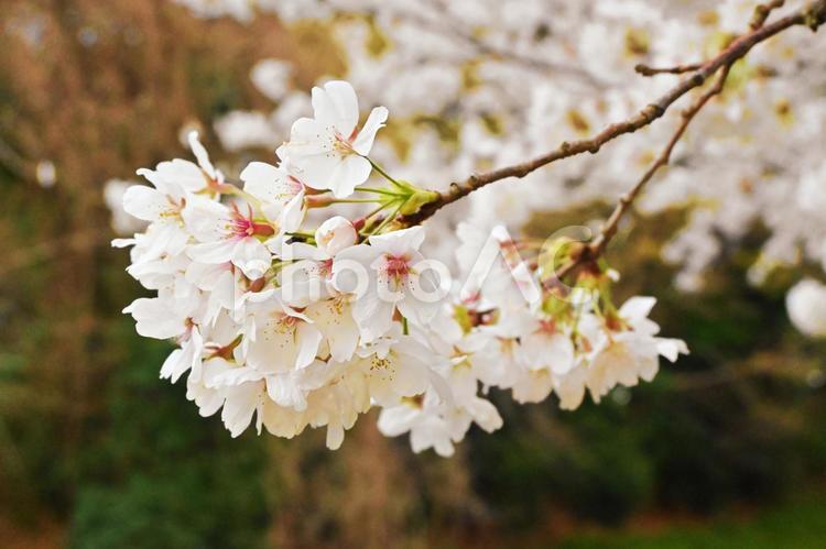 ソメイヨシノの花びら 木,樹木,はっぱの写真素材