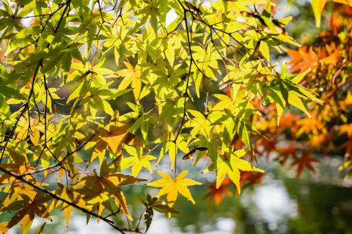 杭州・西湖と紅葉 西湖,杭州,中国の写真素材