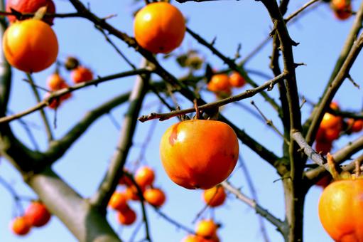 実った柿 柿,木,秋の写真素材