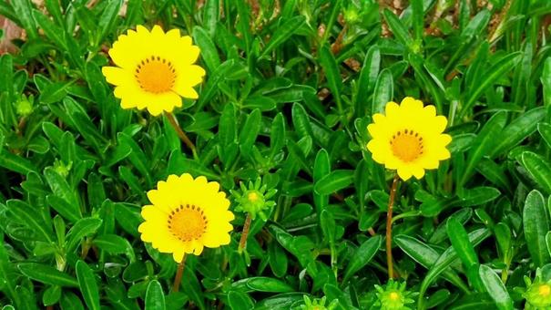 鮮やかなカザニア 鮮やかなカザニアの写真