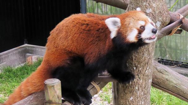 夏休みの動物園 レッサーパンダも暑い 夏休みの動物園 レッサーパンダも暑い レッサーパンダ,小熊貓,動物園の写真素材