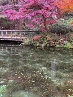 紅葉のモネの池 紅葉のモネの池 モネの池,紅葉,モミジの写真素材