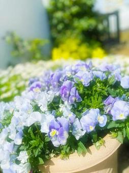 紫陽花 紫 グラデーション 紫陽花 紫 グラデーションの写真