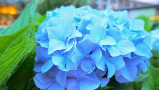 あじさいの花の写真