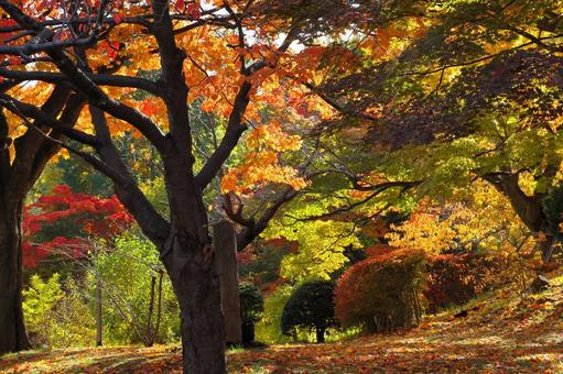 紅葉景色 紅葉,黄葉,燃えるの写真素材