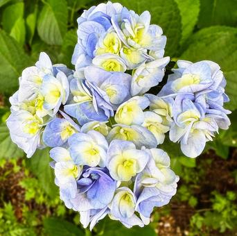 あじさい_2025_18の写真