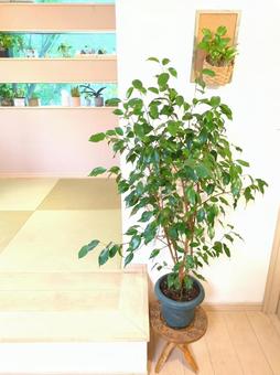 観葉植物 ベンジャミン 8号鉢 自然樹形 観葉植物 ベンジャミン 8号鉢 自然樹形 観葉植物,ベンジャミン,フィカスベンジャミンの写真素材