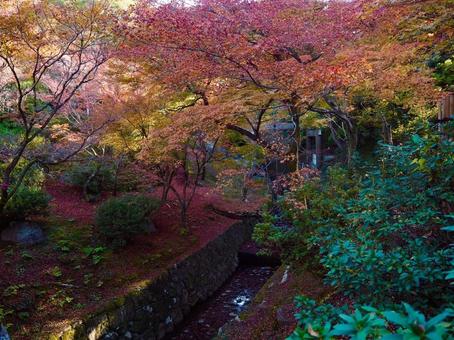 秋のグラデーション 秋のグラデーションの写真
