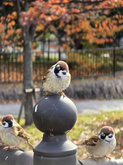 スズメ３羽 スズメ,野鳥,鳥の写真素材