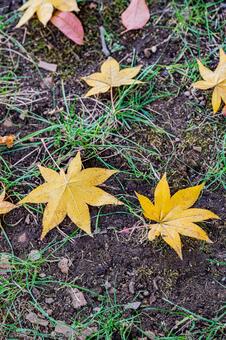 秋の落葉 北海道,北,札幌市の写真素材