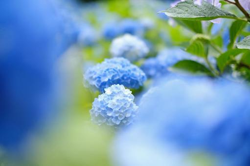 紫陽花 紫陽花の写真